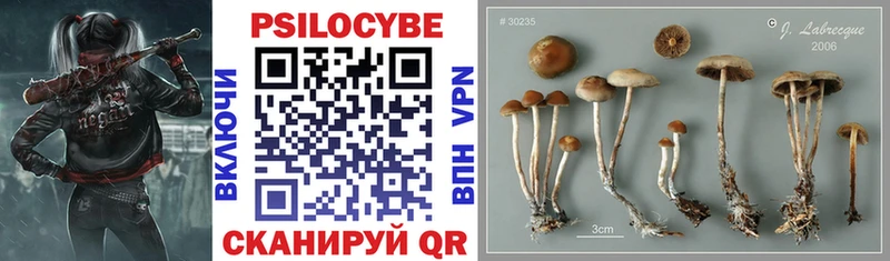 Псилоцибиновые грибы прущие грибы  Купить закладки  Алексеевка 